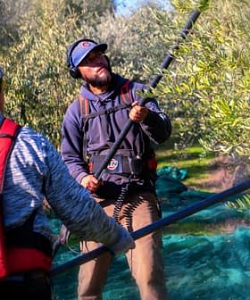Two individuals using equipment to harvest olives from trees in an olive grove. - Olive Oil Times