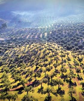 Aerial view of a large olive grove with rows of olive trees and varying shades of green and brown. - Olive Oil Times
