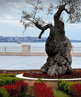 An olive tree with a gnarled trunk situated in a landscaped area near the coast. - Olive Oil Times