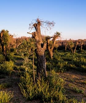 Olive grove featuring pruned olive trees and surrounding greenery under a clear sky. - Olive Oil Times