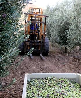 A tractor with a harvesting attachment collecting olives from trees in an olive grove. - Olive Oil Times