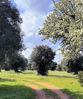 A row of olive trees in a grassy field under a partly cloudy sky. - Olive Oil Times