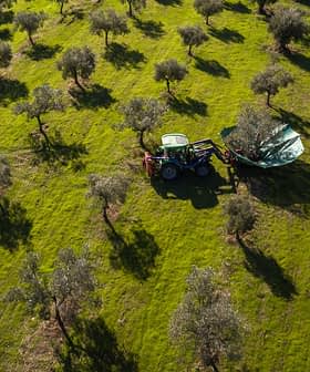 Aerial view of a tractor working in an olive grove with trees and shadows on the ground. - Olive Oil Times