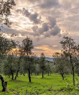 Olive trees in a grove under a cloudy sky during sunset with green grass. - Olive Oil Times