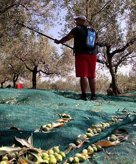 Person harvesting olives using a pole in an olive grove with nets on the ground. - Olive Oil Times