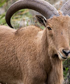 Barbary sheep standing in a natural setting with prominent curved horns. - Olive Oil Times
