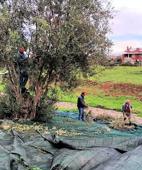 Group of people harvesting olives from trees while collecting fallen olives on tarps. - Olive Oil Times