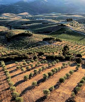 Aerial view of olive groves with rows of trees on sloped terrain under sunlight. - Olive Oil Times
