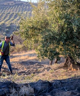 Two workers harvesting olives from trees in an orchard using long poles. - Olive Oil Times