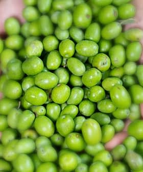 Two hands holding a collection of fresh green olives, showcasing their natural color and texture. - Olive Oil Times