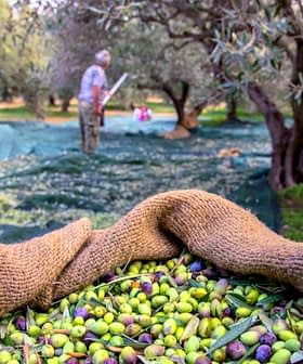 A woven basket filled with freshly harvested green and black olives in an olive grove. - Olive Oil Times