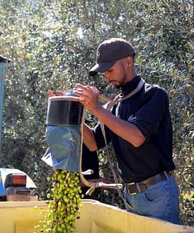 A man pouring freshly harvested olives into a container during the olive harvesting process. - Olive Oil Times