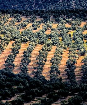 Aerial view of a large olive tree plantation with rows of trees in a patterned layout. - Olive Oil Times