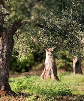 Several olive trees with thick trunks and green leaves in a field setting. - Olive Oil Times