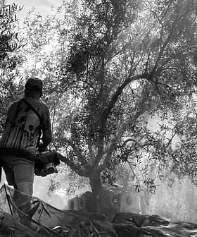 Individual capturing images of olive trees in a black and white setting with a camera. - Olive Oil Times