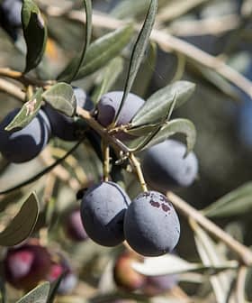 Close-up of an olive branch featuring ripe black and green olives among green leaves. - Olive Oil Times