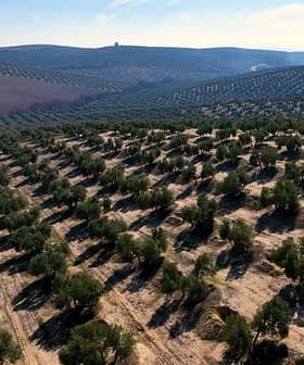 Aerial view of a large olive grove with neatly arranged trees and rows in a hilly terrain. - Olive Oil Times