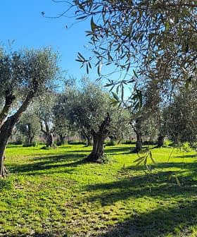 A landscape featuring several mature olive trees in a green field under a clear blue sky. - Olive Oil Times