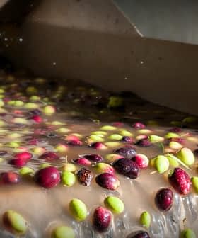 Freshly harvested olives flowing through a processing machine during olive oil production. - Olive Oil Times