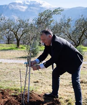 A man in a suit planting an olive tree in a field with mountains in the background. - Olive Oil Times