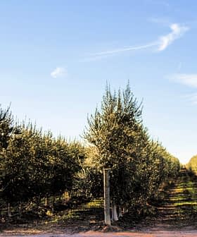 Pathway through rows of olive trees in an orchard under a clear blue sky. - Olive Oil Times