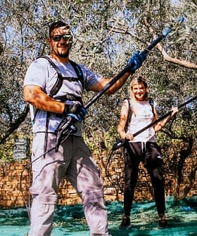 The Morgan family harvesting olive trees with mechanical rakes