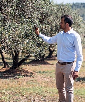A man in a light blue shirt and beige pants is standing in an olive grove, gently touching the leaves of an olive tree. The background features rows of trees and a hilly landscape under a clear sky.