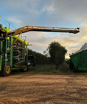 Olijvenoogstmachine met een lange arm, geplaatst bij een opvangbak in een olijfgaard. Olive Oil Times