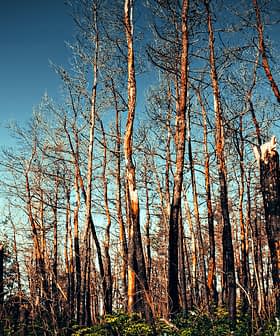 A view of tall, bare trees in a forest against a clear blue sky. - Olive Oil Times