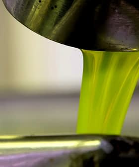 Aceite de oliva verde que se vierte desde un pico metálico en un recipiente. - Olive Oil Times
