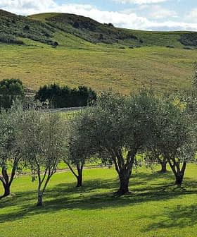 Fila di ulivi in ​​un paesaggio verde con dolci colline sullo sfondo. - Olive Oil Times