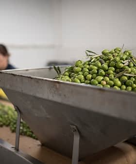 Un grand conteneur rempli d'olives vertes fraîchement récoltées dans une usine de transformation. Olive Oil Times