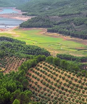Vue aérienne d'un paysage comportant des oliveraies et un plan d'eau en arrière-plan. - Olive Oil Times