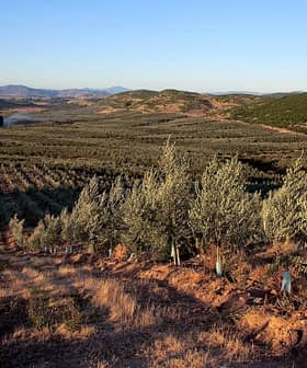 Vista ampla de um olival com fileiras de oliveiras em uma encosta sob um céu claro. - Olive Oil Times