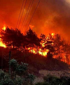 Des flammes intenses engloutissent les arbres dans un incendie de forêt, avec de la fumée s'élevant dans l'air. - Olive Oil Times
