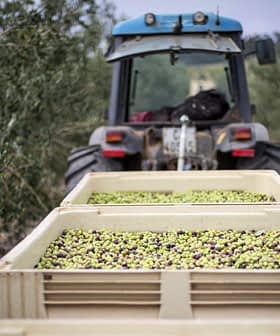 Tractor in een olijfgaard met op de voorgrond bakken gevuld met geoogste olijven. Olive Oil Times