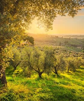 Olivenbäume in einem Hain, durch deren Blätter bei Sonnenuntergang Sonnenlicht fällt. – Olive Oil Times