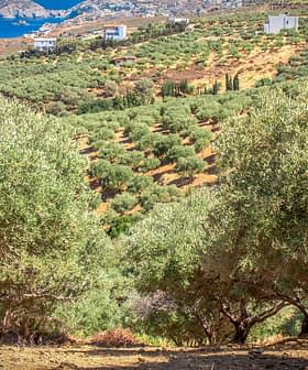 Vue d'une oliveraie avec des arbres disposés en rangées sur une colline surplombant la mer. - Olive Oil Times