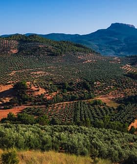 Luftaufnahme einer Landschaft mit ausgedehnten Olivenhainen und sanften Hügeln unter einem klaren blauen Himmel. - Olive Oil Times