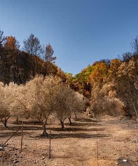 Oliveiras queimadas com galhos chamuscados e uma paisagem árida em Olímpia, Grécia. - Olive Oil Times