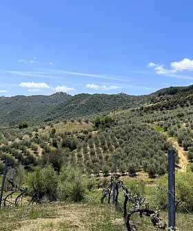 Ausgedehnter Olivenhain mit Reihen von Olivenbäumen auf sanften Hügeln unter einem klaren blauen Himmel. - Olive Oil Times