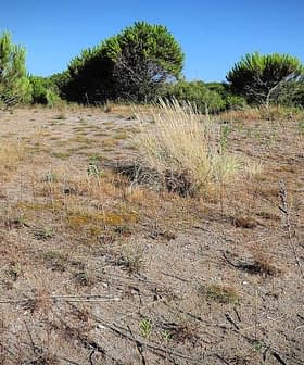 Uma paisagem seca com vegetação esparsa e pequenos arbustos em um ambiente ensolarado. - Olive Oil Times