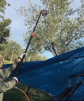 Individu utilisant une récolteuse à perche pour récolter les olives d'un arbre sous une bâche bleue. Olive Oil Times