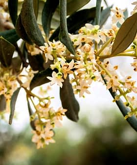Primo piano di fiori di ulivo con foglie verdi in un ambiente naturale. - Olive Oil Times