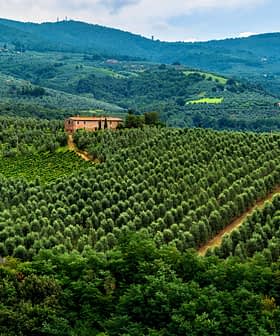 Vaste paysage d'oliveraie en Toscane avec des collines vallonnées et une ferme au loin. - Olive Oil Times