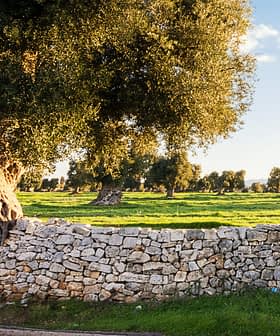 Masline u polju s kamenim zidom u prvom planu pod vedrim nebom. - Olive Oil Times