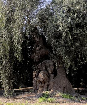 Μια αρχαία ελιά με χοντρό κορμό και μεγάλα κλαδιά σε ένα φυσικό περιβάλλον. - Olive Oil Times