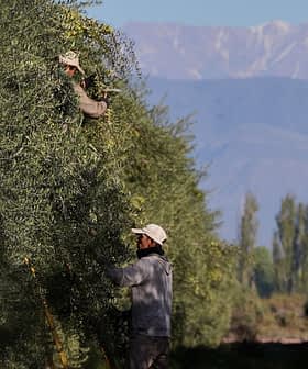 Dos personas recogiendo aceitunas de los árboles de un huerto con montañas al fondo. - Olive Oil Times