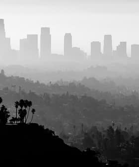 Silhueta do horizonte de Los Angeles com palmeiras em primeiro plano, capturada em preto e branco. - Olive Oil Times