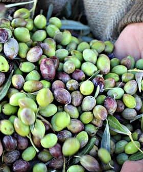 Manos sosteniendo una mezcla de aceitunas verdes y moradas con hojas en un entorno natural. - Olive Oil Times